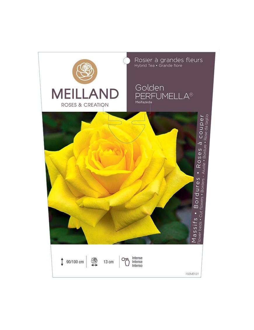 Rosier à grandes fleurs Golden PERFUMELLA ® Meifazeda