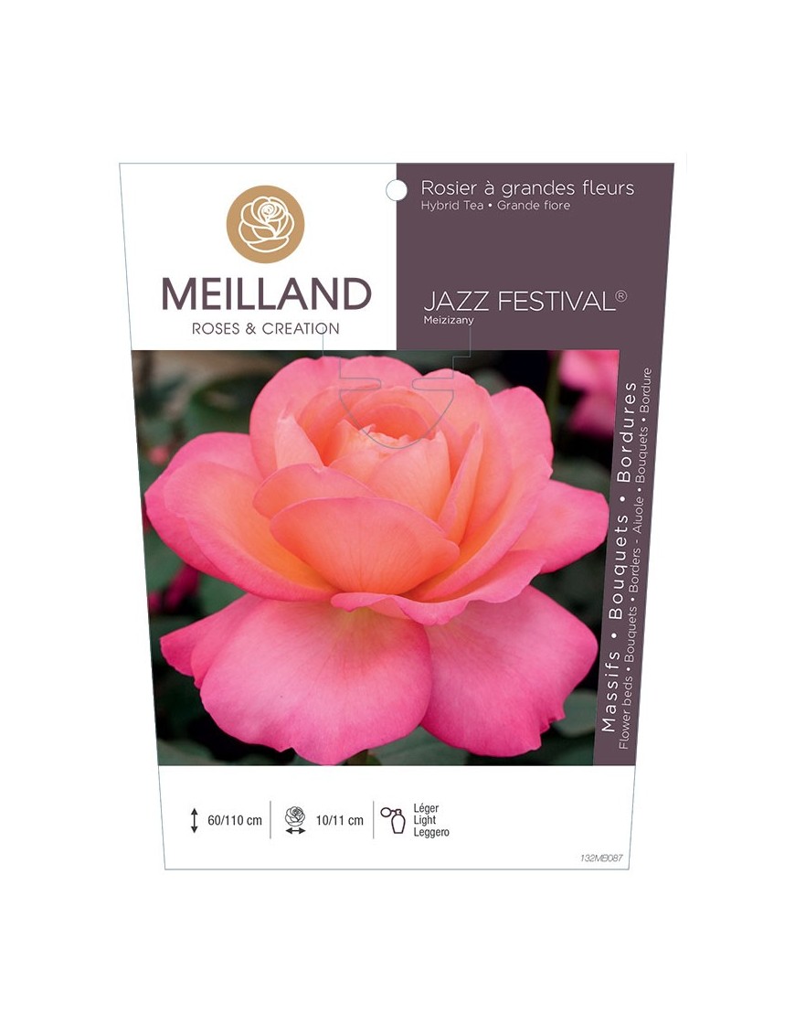 Rosier à grandes fleurs JAZZ FESTIVAL ® Meizizany