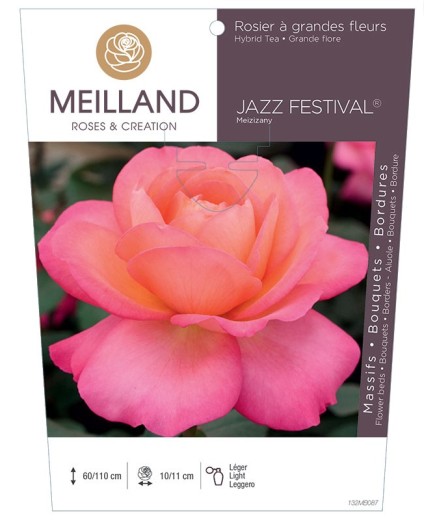 Rosier à grandes fleurs JAZZ FESTIVAL ® Meizizany