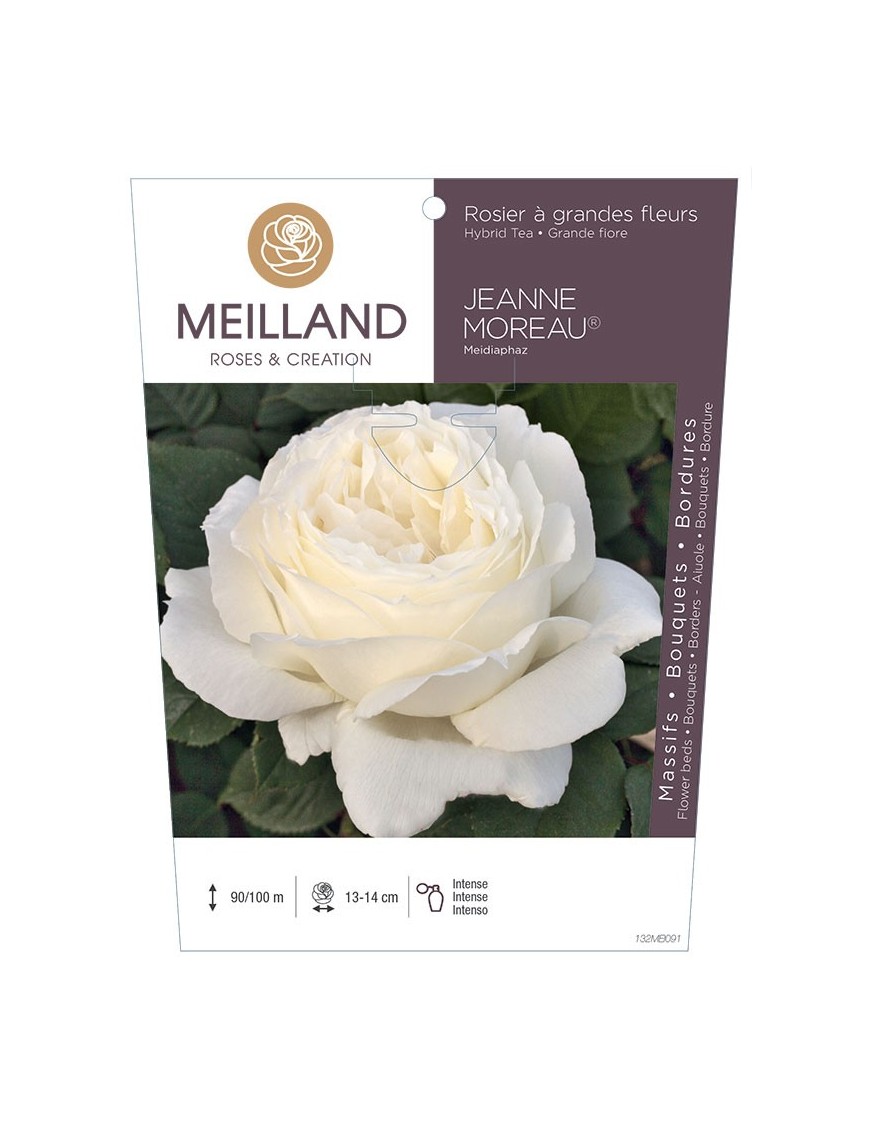 Rosier à grandes fleurs JEANNE MOREAU ® Meidiaphaz