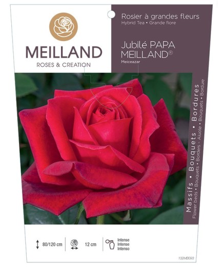 Rosier à grandes fleurs JUBILE PAPA MEILLAND ® Meiceazar