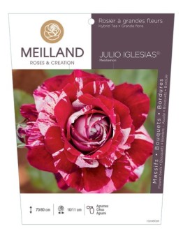Rosier à grandes fleurs JULIO IGLESIAS ® Meistemon
