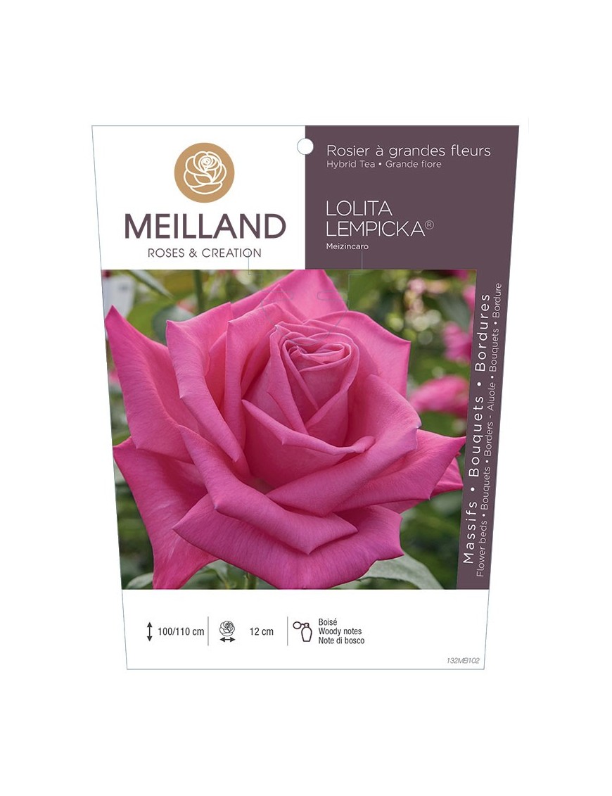 Rosier à grandes fleurs LOLITA LEMPICKA ® Meizincaro