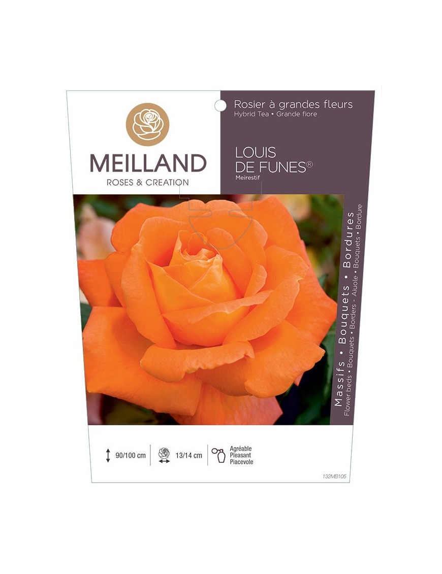 Rosier à grandes fleurs LOUIS DE FUNÈS ® Meirestif