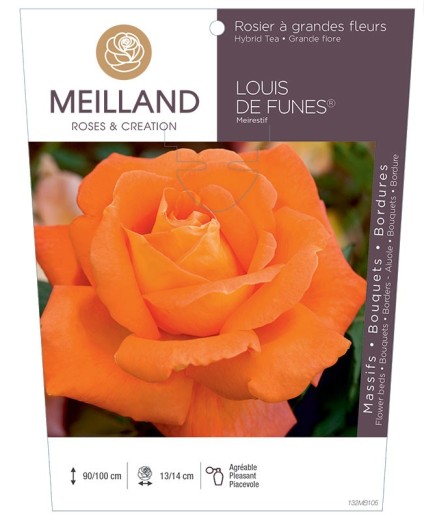 Rosier à grandes fleurs LOUIS DE FUNÈS ® Meirestif