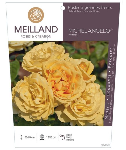 Rosier à grandes fleurs MICHELANGELO ® Meitelov