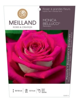 Rosier à grandes fleurs MONICA BELLUCCI ® Meimonkeur