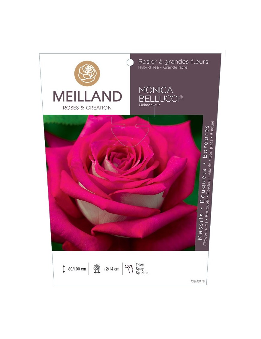 Rosier à grandes fleurs MONICA BELLUCCI ® Meimonkeur