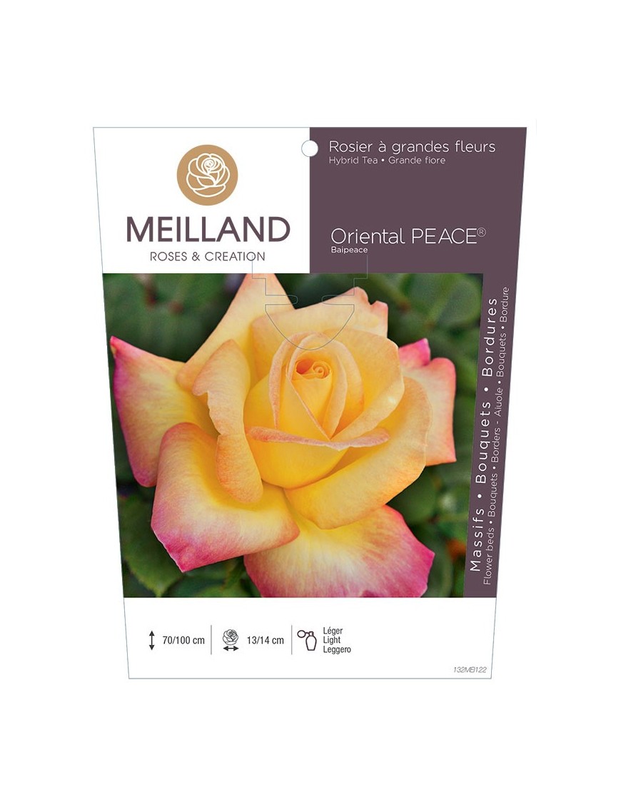 Rosier à grandes fleurs ORIENTAL PEACE ® Baipeace