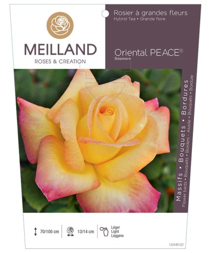 Rosier à grandes fleurs ORIENTAL PEACE ® Baipeace
