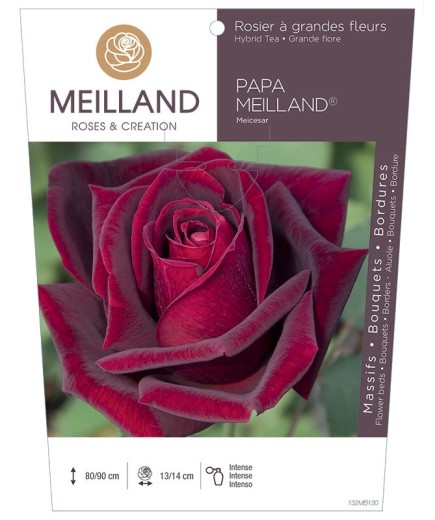 Rosier à grandes fleurs PAPA MEILLAND ® Meicesar