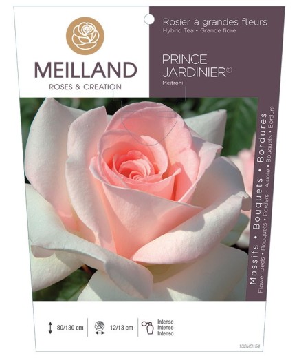 Rosier à grandes fleurs PRINCE JARDINIER ® Meitroni