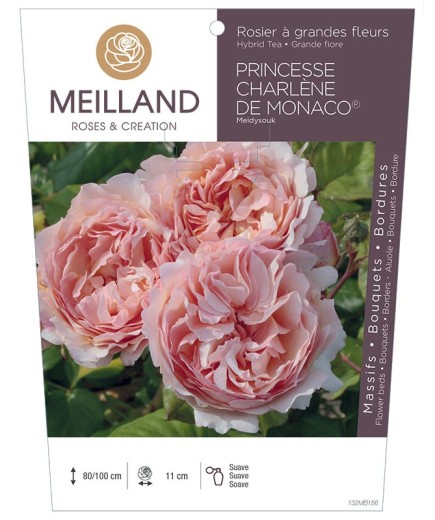 Rosier à grandes fleurs PRINCESSE CHARLENE DE MONACO ® Meidysouk