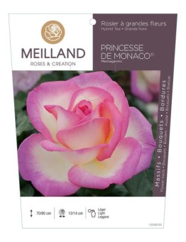 Rosier à grandes fleurs PRINCESSE DE MONACO ® Meimagarmic