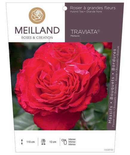 Rosier à grandes fleurs TRAVIATA ® Meilavio