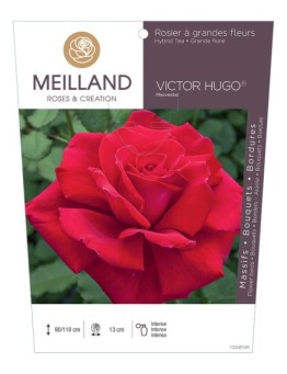 Rosier à grandes fleurs VICTOR HUGO ® Meivestal