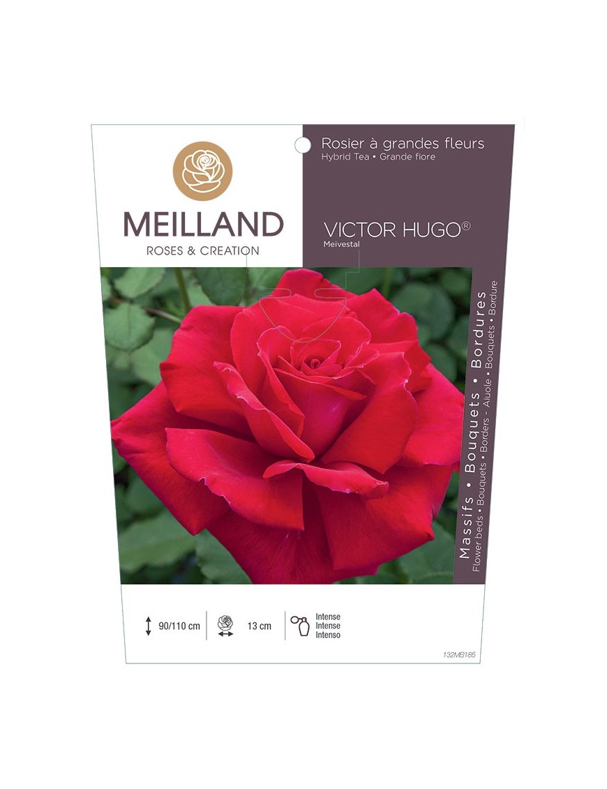 Rosier à grandes fleurs VICTOR HUGO ® Meivestal