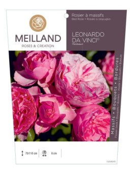 Rosier à massifs LÉONARDO DA VINCI ® Meideauri