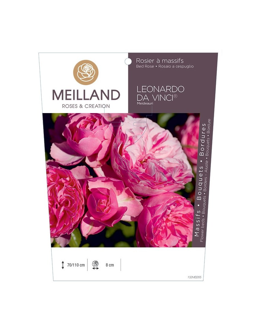 Rosier à massifs LÉONARDO DA VINCI ® Meideauri
