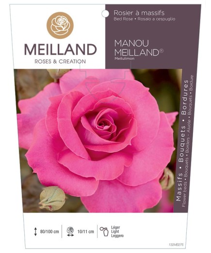 Rosier à massifs MANOU MEILLAND ® Meitulimon