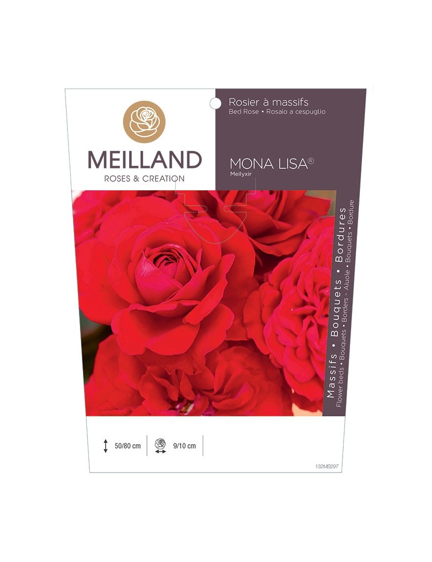 Rosier à massifs MONA LISA ® Meilyxir