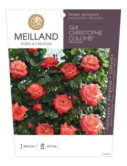 Rosier grimpant CHRISTOPHE COLOMB ® Meironssesar