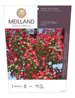 Rosier grimpant COCKTAIL ® Meimick