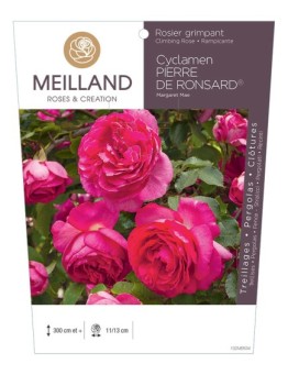 Rosier grimpant CYCLAMEN PIERRE DE RONSARD ® Margaret Mae