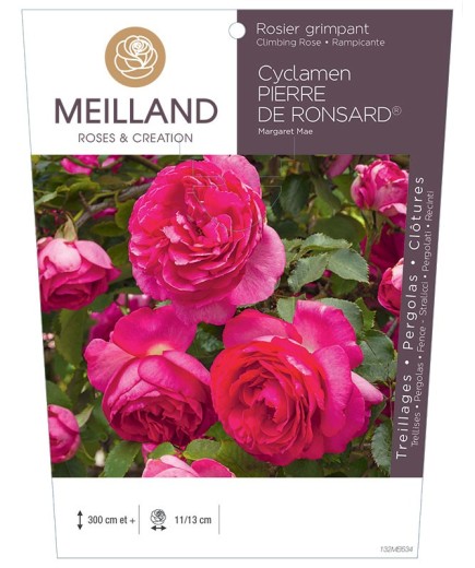 Rosier grimpant CYCLAMEN PIERRE DE RONSARD ® Margaret Mae