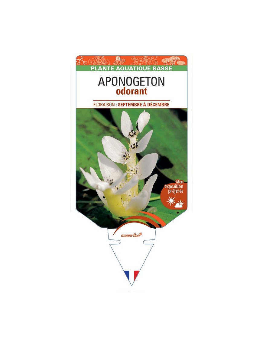 APONOGETON (distachyos) odorant