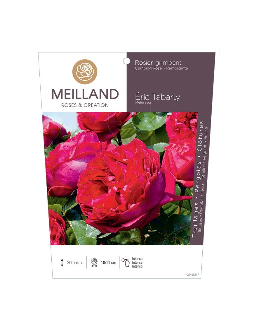 Rosier grimpant ERIC TABARLY ® Meidrason