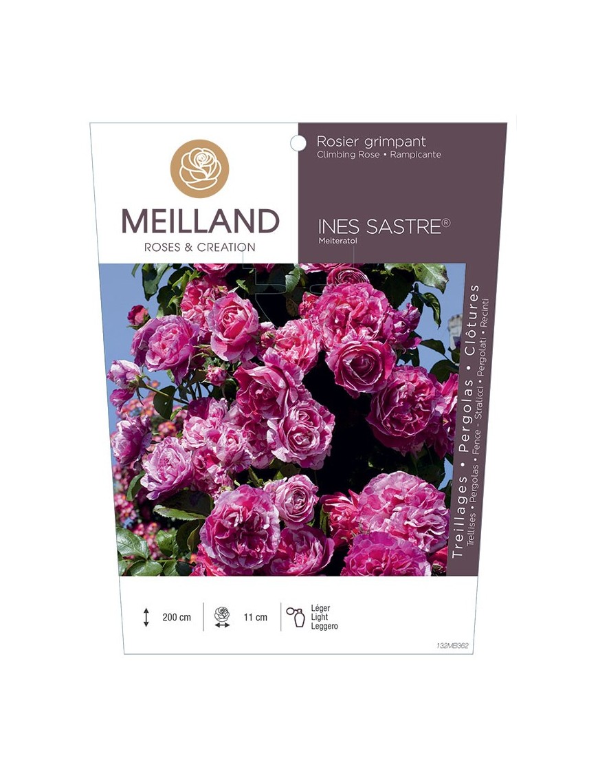 Rosier grimpant INES SASTRE ® Meiteratol