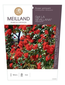 Rosier grimpant LA SÉVILLANA ® Meige-kanusar