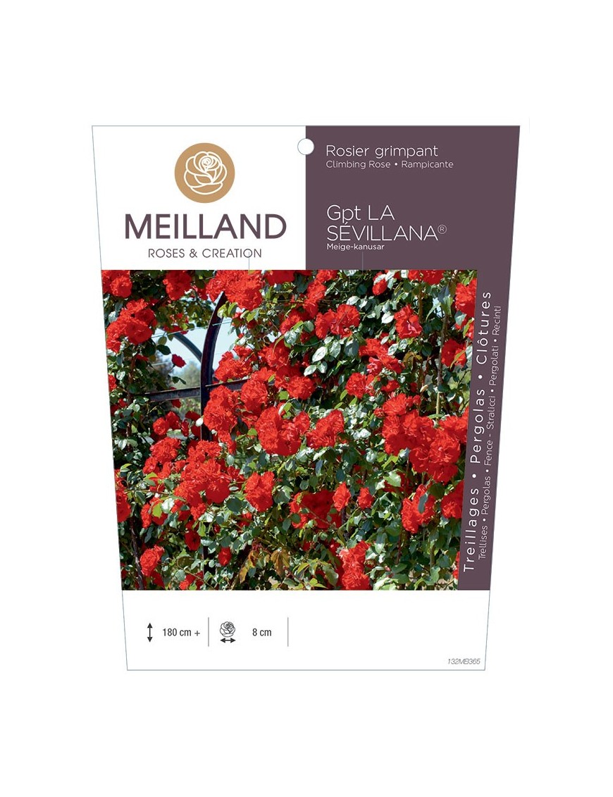 Rosier grimpant LA SÉVILLANA ® Meige-kanusar
