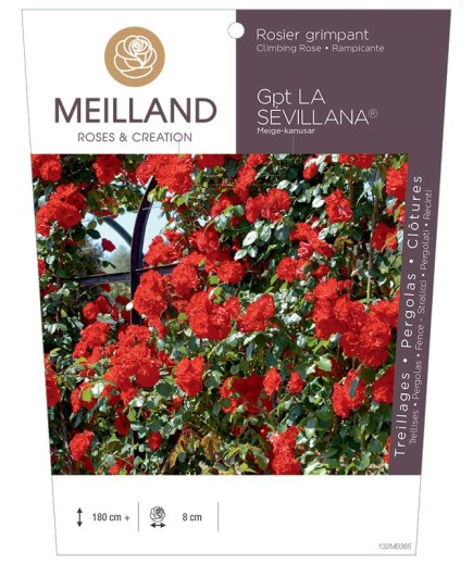 Rosier grimpant LA SÉVILLANA ® Meige-kanusar