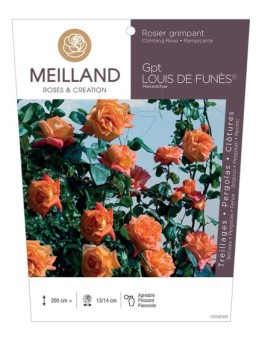 Rosier grimpant LOUIS DE FUNES ® Meirestifsar