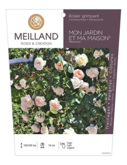 Rosier grimpant MON JARDIN ET MA MAISON ® Meichavrin