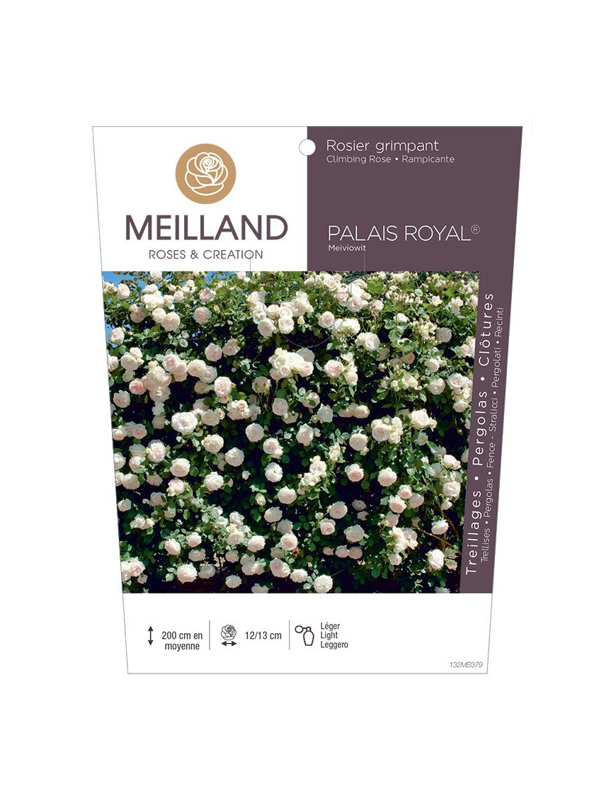 Rosier grimpant PALAIS ROYAL ® Meiviowit