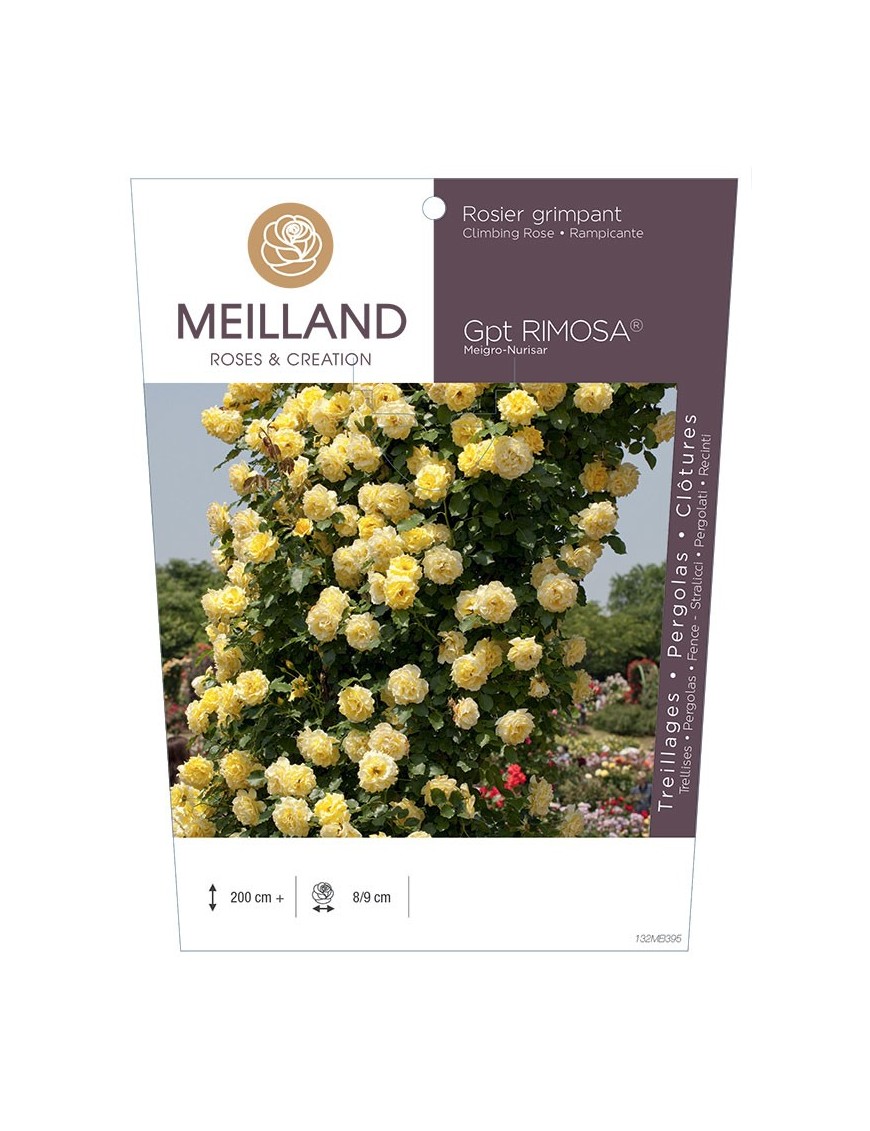 Rosier grimpant RIMOSA ® Meigro-Nurisar