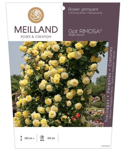 Rosier grimpant RIMOSA ® Meigro-Nurisar