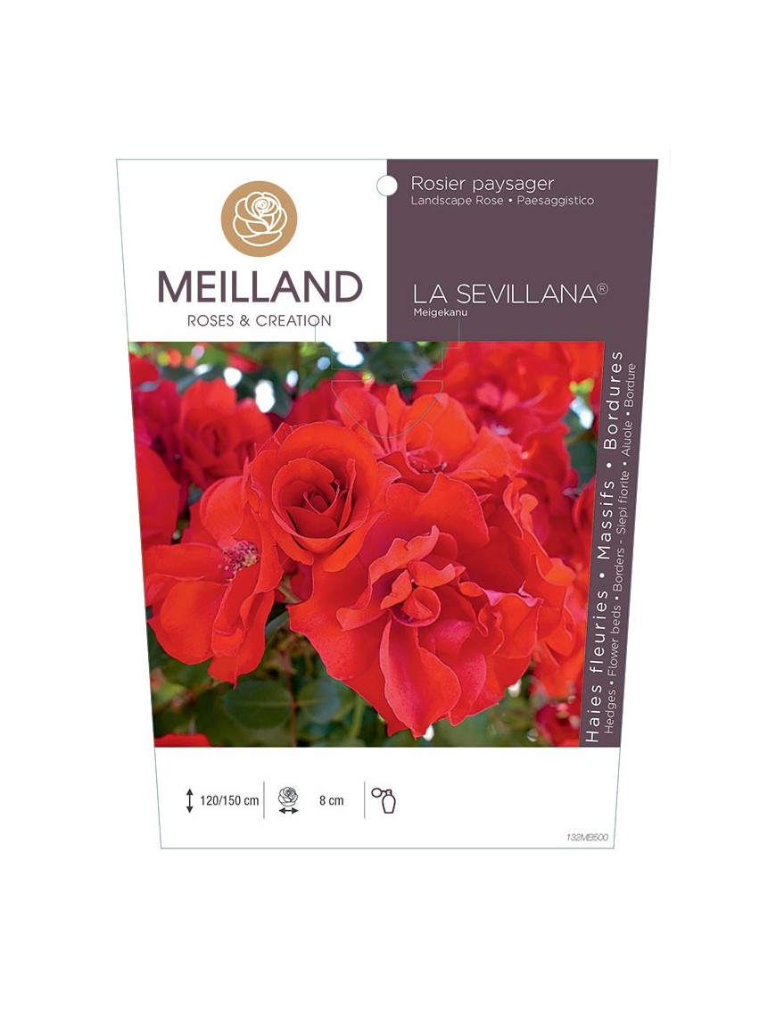 Rosier paysager LA SÉVILLANA ® Meigekanu
