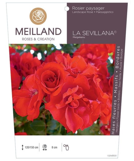 Rosier paysager LA SÉVILLANA ® Meigekanu