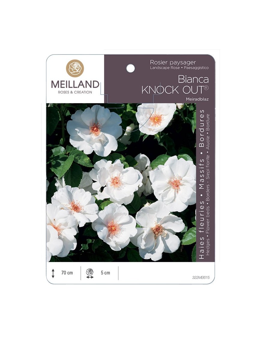 Rosier paysager Bianca KNOCK OUT® Meiradblaz
