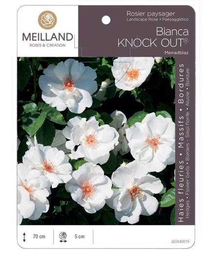 Rosier paysager Bianca KNOCK OUT® Meiradblaz