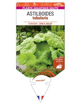 ASTILBOIDES tabularis