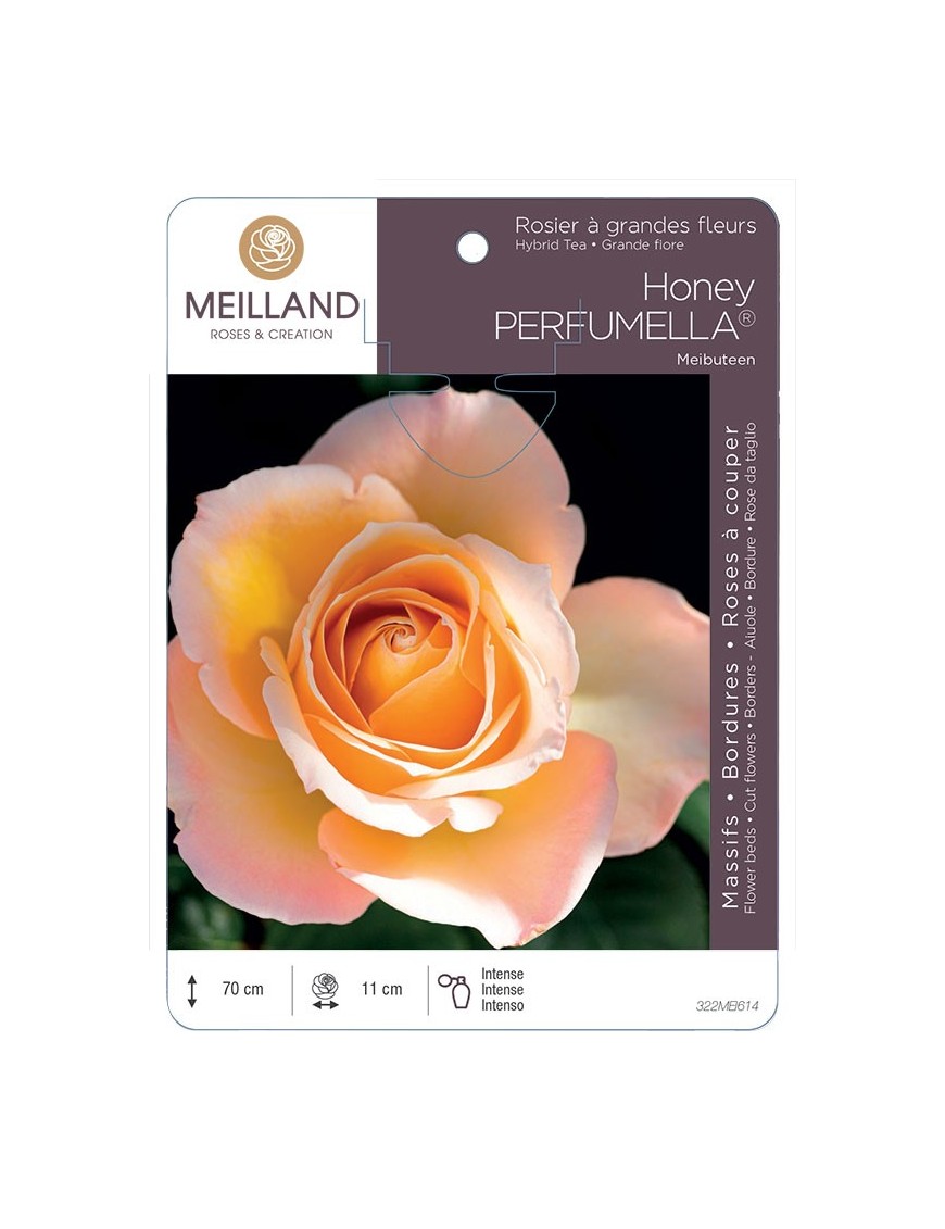 Rosier à grandes fleurs Honey PERFUMELLA® Meibuteen
