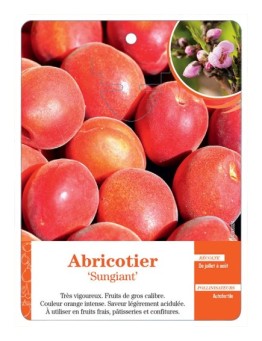 ABRICOTIER ‘SUNGIANT’