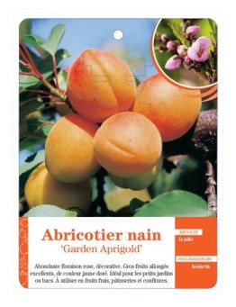 ABRICOTIER NAIN ‘GARDEN APRIGOLD’