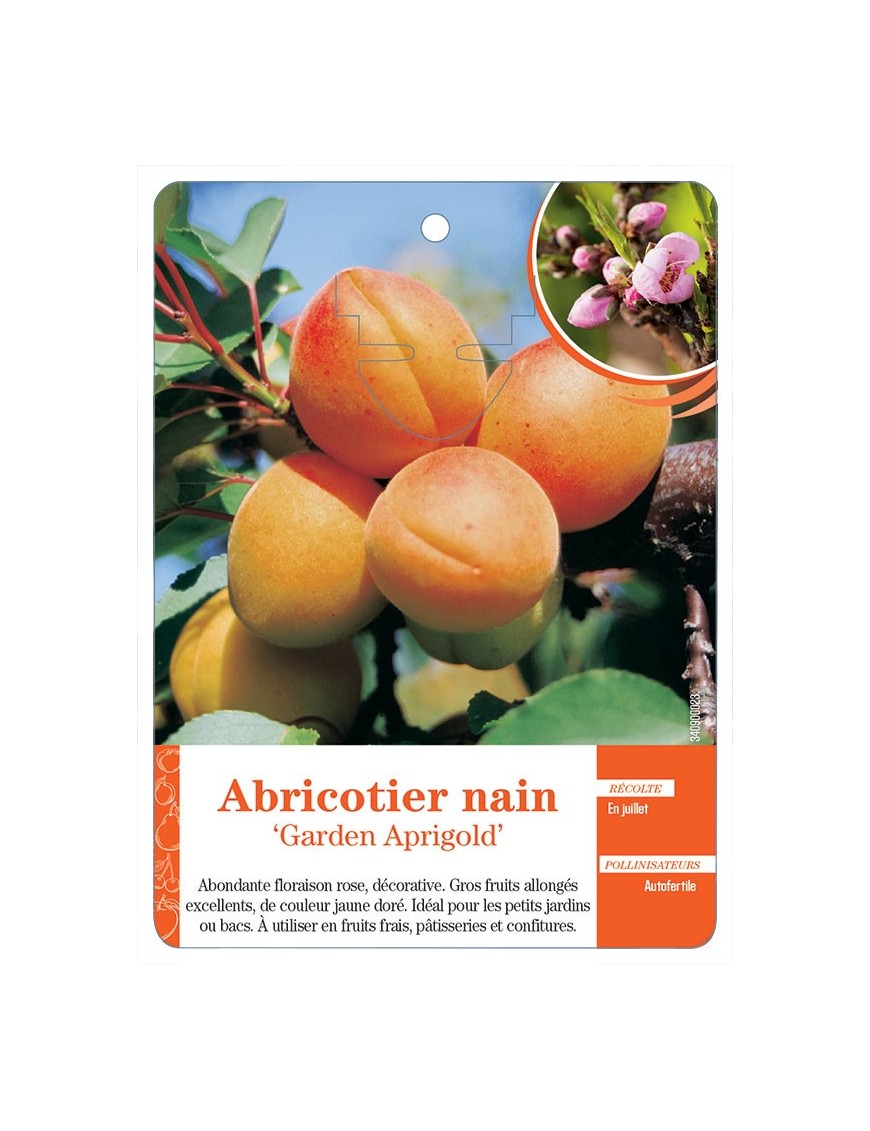 ABRICOTIER NAIN ‘GARDEN APRIGOLD’