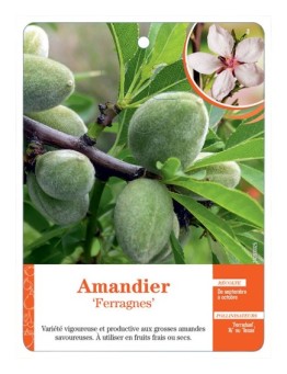 AMANDIER ‘FERRAGNES’